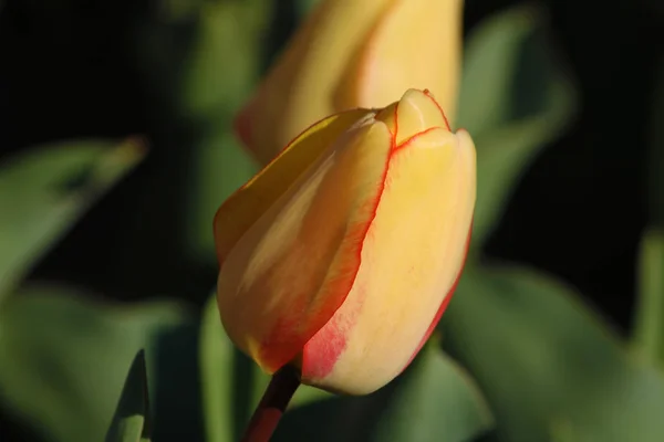 Field of tulips red, violet, white, yellow, purple, blue pink colors, screensaver or wallpaper. Blooming colorful tulip flowers in garden as floral background — Stock Photo, Image