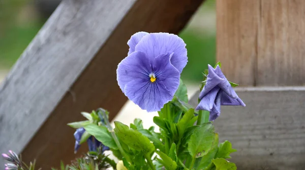 Pansy es una flor increíble y su combinación de colores es genial. Viola tricolor var. hortensis. Viola Wittrockianna - Pansy . —  Fotos de Stock