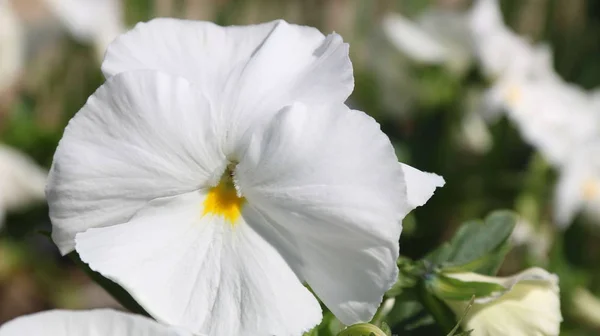 Панзи - удивительный цветок, и его цветовое сочетание великолепно. Виола трехцветная var. гортензия. Виола Виттебянна - Панси . — стоковое фото