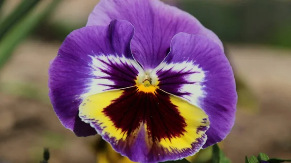 Pansy es una flor increíble y su combinación de colores es genial. Viola tricolor var. hortensis. Viola Wittrockianna - Pansy . —  Fotos de Stock