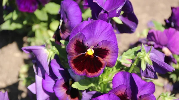 Pansy är en fantastisk blomma och dess färgkombination är stor. Viola tricolor var. hortensis. Viola Wittrockianna-Pansy. — Stockfoto