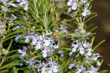 Bal arısı Biberiye bitki-Rosmarinus officinalis çiçek nektar toplar. Arı toplama poleni