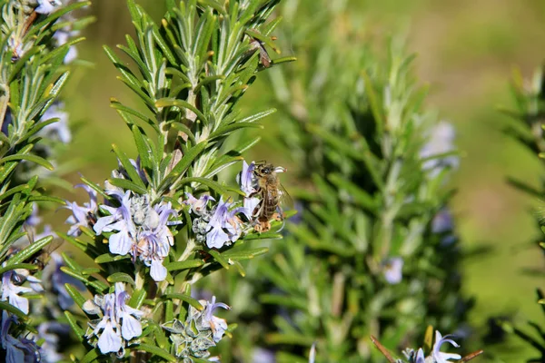 A mézelő méhecske a rozmaringos növény-Rosmarinus officinalis virága virágából gyűjti össze a nektárt. Bee gyűjtő pollen — Stock Fotó