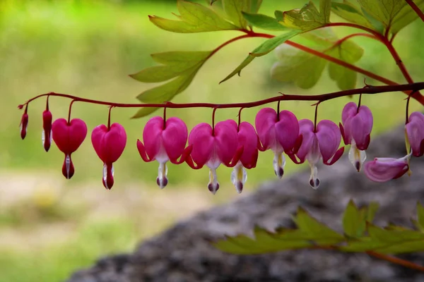 Corazón Sangrante del Pacífico o Salvaje, Dicentra Formosa, flores en tallo con fondo bokeh, macro, enfoque selectivo, DOF poco profundo — Foto de Stock