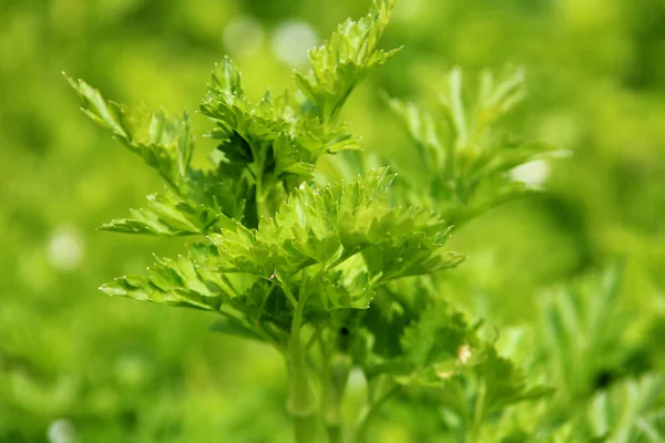 Parsley Green leaves. Petroselinum. Parsley growing in the garden. Close-up in the Field or Farm. — Stock Photo, Image