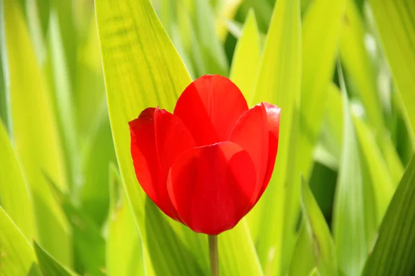 Pole tulipány červené, fialové, fialové barvy, spořič obrazovky a tapeta. Kvetoucí barevný Tulipán v zahradě jako květinové pozadí — Stock fotografie