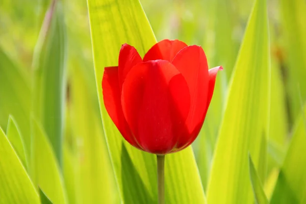 Campo de tulipas vermelho, violeta, cores roxas, protetor de tela e papel de parede. Flores de tulipa coloridas florescendo no jardim como fundo floral — Fotografia de Stock