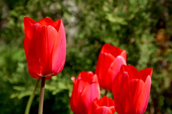 Campo de tulipas vermelho, violeta, cores roxas, protetor de tela e papel de parede. Flores de tulipa coloridas florescendo no jardim como fundo floral — Fotografia de Stock