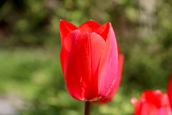 Pole tulipány červené, fialové, fialové barvy, spořič obrazovky a tapeta. Kvetoucí barevný Tulipán v zahradě jako květinové pozadí — Stock fotografie