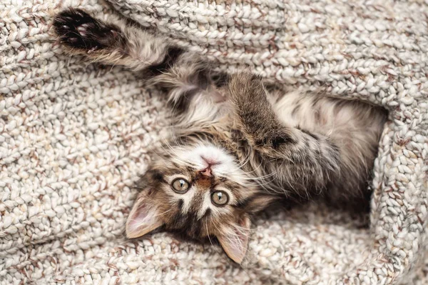 Little Grey Kitten Wrapped Grey Woolen Blanket — Stock Photo, Image