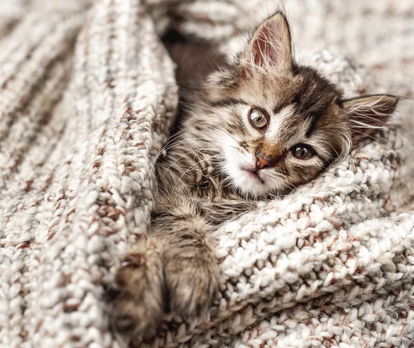 用灰色羊毛毯子包裹的灰色小猫 — 图库照片