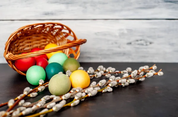 Beyaz ahşap arka planda renkli Paskalya yumurtaları ve kedi söğüt dalları ile sepet
