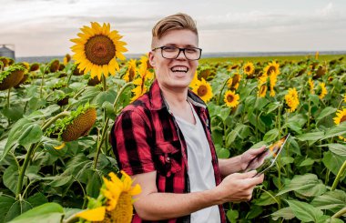 Genç adam ayçiçeği tarlasında duruyor ve tableti elinde tutuyor.
