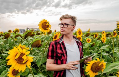 Genç adam ayçiçeği tarlasında duruyor ve tableti elinde tutuyor.