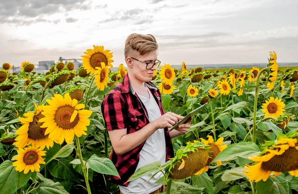 Young man stands in sunflower field with tablet in his hands