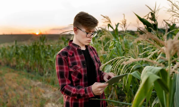 Agricultor Com Tablet Pôr Sol Campo Conceito Gestão Agrícola — Fotografia de Stock