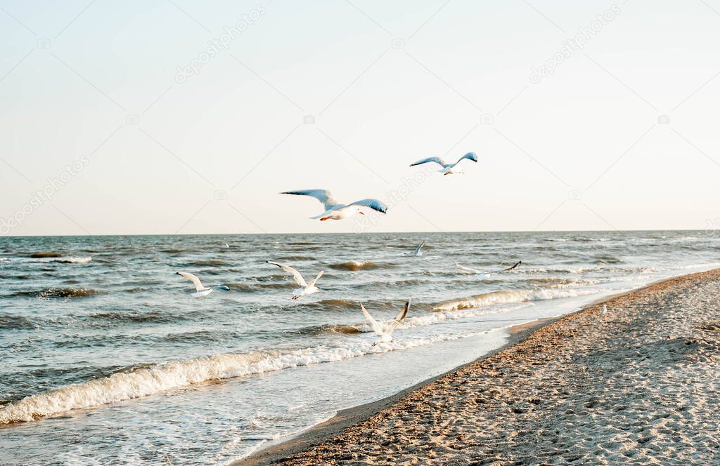 Flying Seagulls Above the Sea