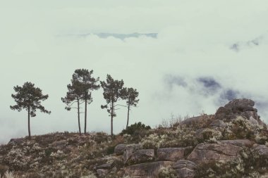 kayalar üzerinde sisli sabah ağaçları