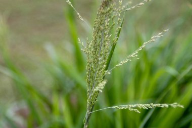 Taze ot tohumları doğa arka plan üzerinde.