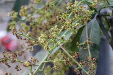 Mango çiçek, önümüzdeki mango çiçek şube.