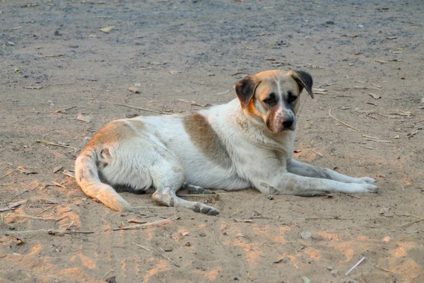 Anjing lokal Thailand, anjing itu sedang mencari pemilik lokal sudah lama pergi — Stok Foto