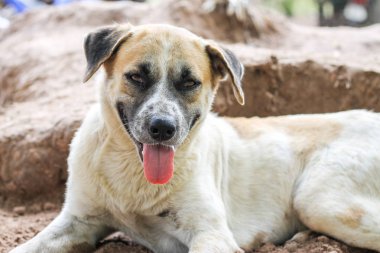 Beyaz köpek t ısı nedeniyle toprak yığını üzerinde uyudu