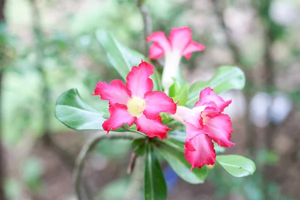 La azalea rosa está floreciendo en el parque . — Foto de Stock