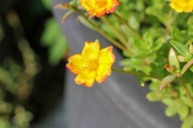 Çiçek Portulaca oleracea s sabah güneşinde Çiçek