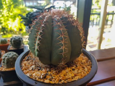 Popüler kapalı bitkiler elemanları ve sulu rozetler rozet çeşitleri