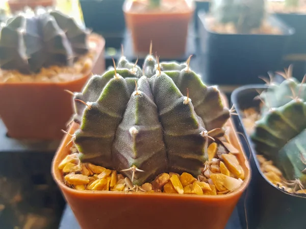 Plantas de interior populares elementos y suculentas rosetas variedades — Foto de Stock