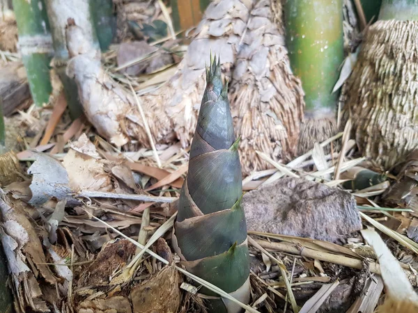 Tembakkan bambu atau Bambu yang tumbuh di hutan . — Stok Foto