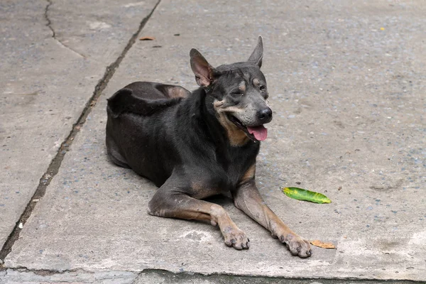 A kövér, fekete kutya feküdt egy betonút ragadt a nyelvét egy — Stock Fotó