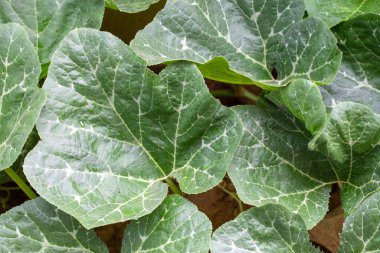 Gündüz çekilmiş yeşil balkabağı yapraklarının arkaplanı