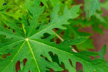Yeşil papaya yaprağının üst görünümü 