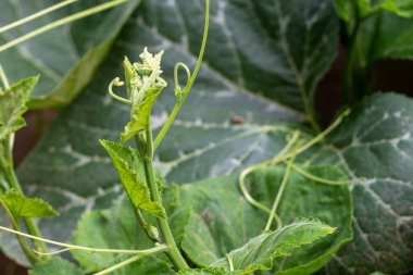 Balkabağı ağacının yeşil filizleri yan taraftan çekiliyor..