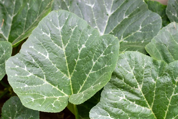 Bakgrund Gröna Blad Pumpa Tas Dagen — Stockfoto