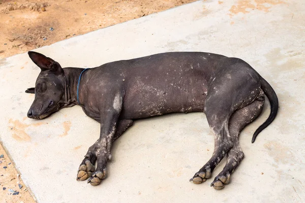 コンクリートの地面に黒い犬が寝ている — ストック写真