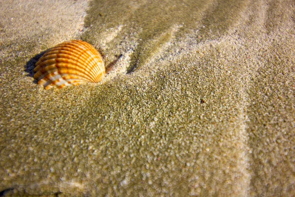 塞浦路斯地中海海滩上的一枚贝壳 度假胜地海岸线上的贝壳 — 图库照片