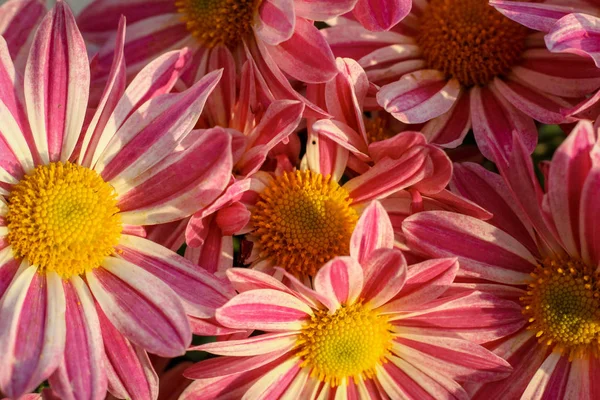 Close up of the Pink and white flowers — Stock Photo, Image