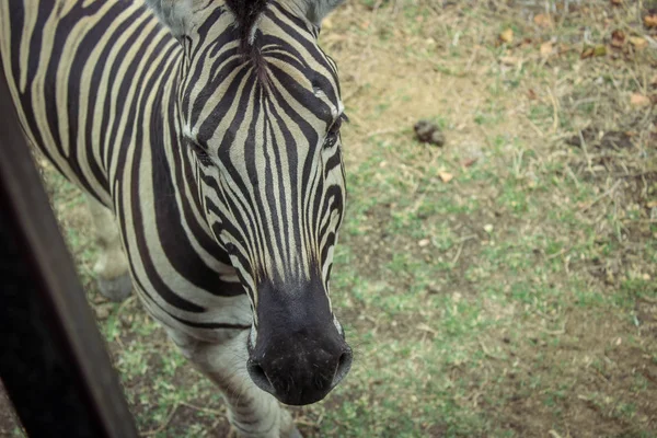 Zebra besöker bussen — Stockfoto