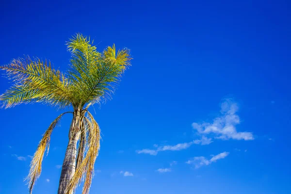 Una Palmera Frente Los Cielos Perfectos Chipre Playa Fondo Natural — Foto de Stock