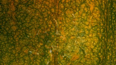 Balkabağının büyük renginin dokusu.