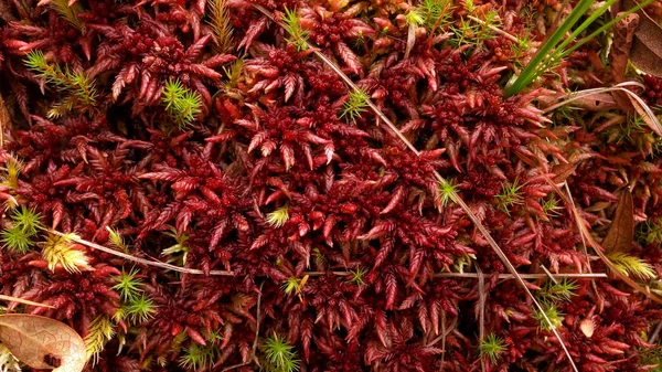 Red Moss Sphagnum Closeup — Stock Photo, Image