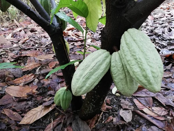 Cacaoboom Met Vruchten — Stockfoto