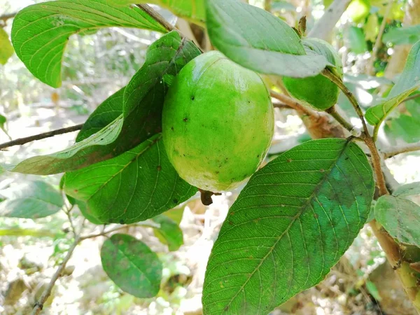 Guava fruit en blad — Stockfoto