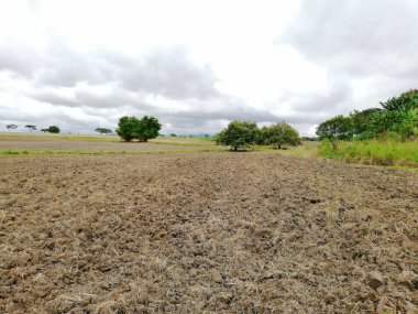 Kolombiya'da pirinç yetiştiriciliği