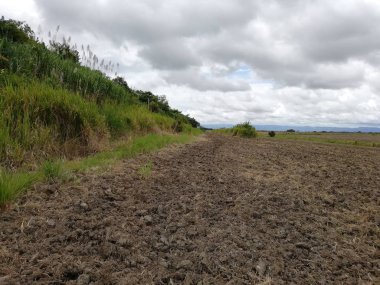 pirinç ekimi için hazırlanan toprak
