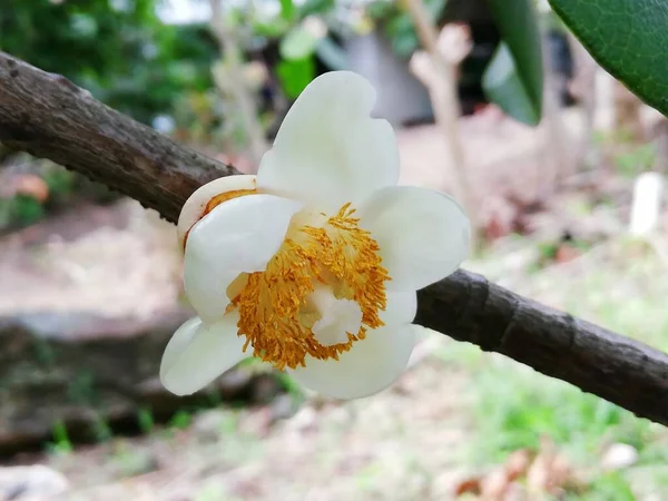 White Flower Exotic Tropical Fruit — Stock Photo, Image