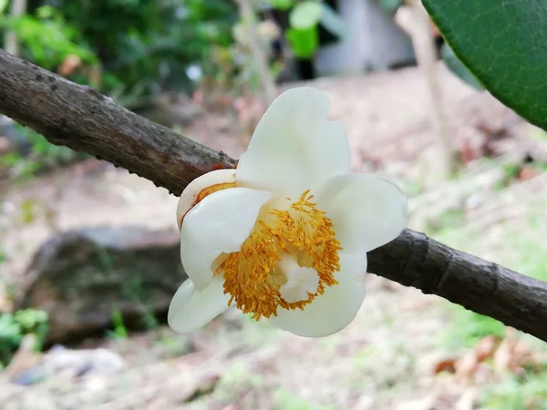 热带异国水果的白色花朵 — 图库照片