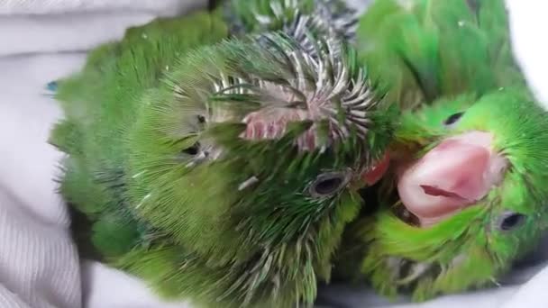 Aves Juveniles Color Verde Con Plumas Pleno Crecimiento — Stock Video